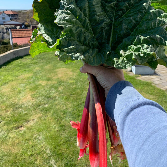 1 kilo økologisk rabarbra